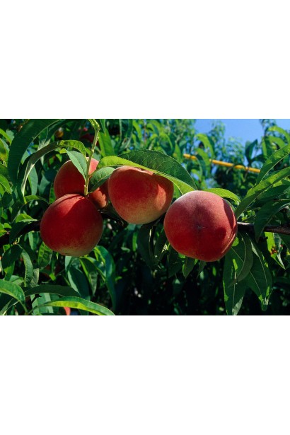 Плоды персика Фиделия: сочные, ароматные, с мягкой текстурой и отличным вкусом.